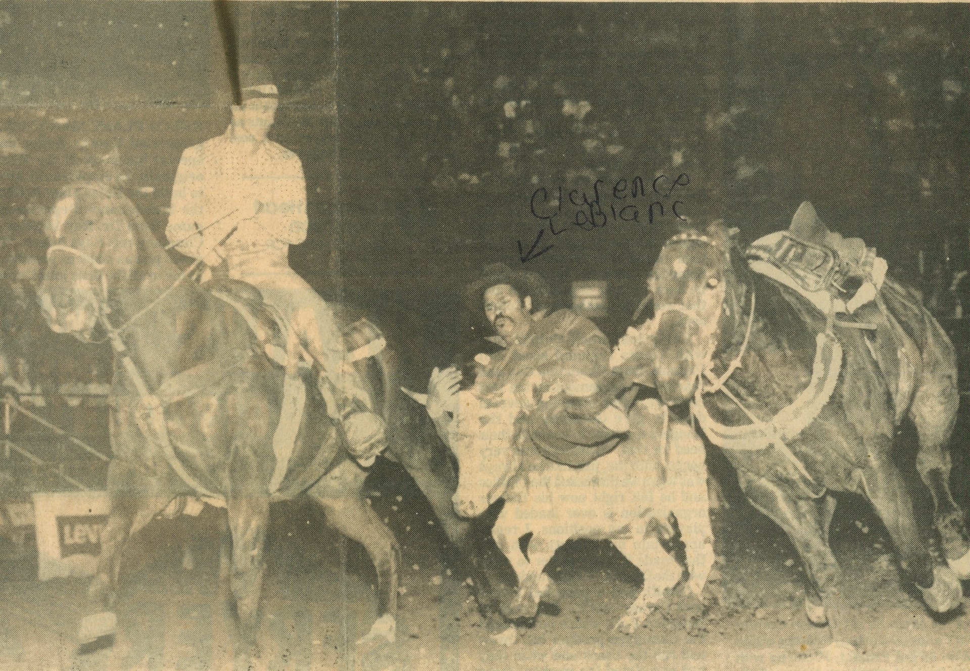 Close up of photo from news article above. Clarence LeBlanc, center, wrestling a steer.